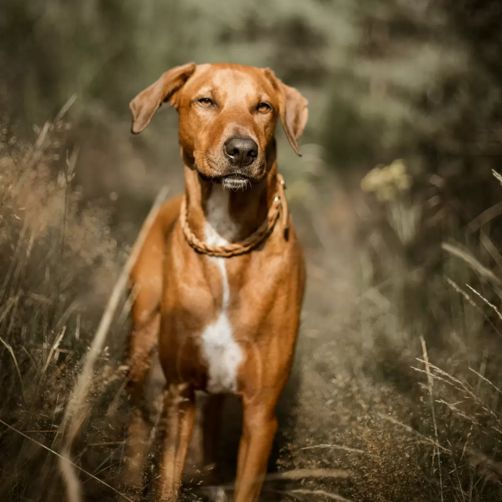 Rhodesian Ridgebacks | What You Need to Know Before You Adopt