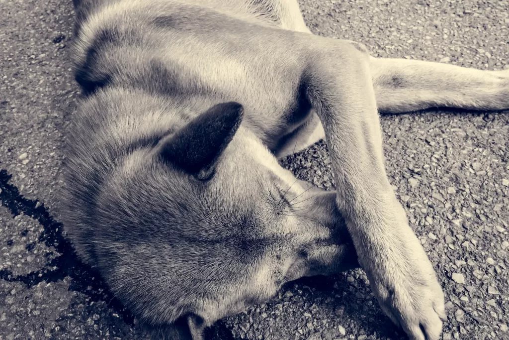 Learn How To Prevent Your Dog From Choking - How To Keep Dogs From Choking On Pillows
